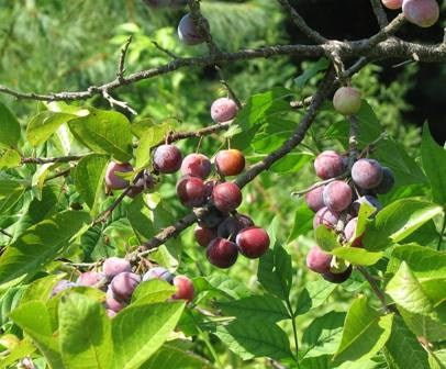 Wild Plum Recipes - Grow Native!