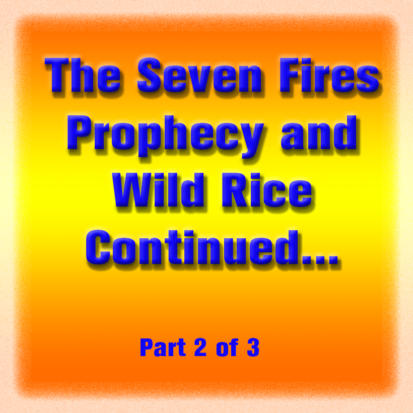The Seven Fires Prophecy and Wild Rice Continued... (part 2 of 3)